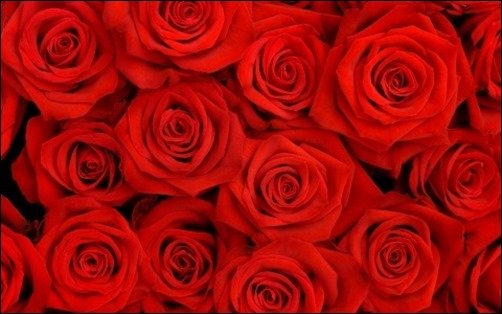 Red-Roses-wallpapers-of-roses Red-Roses-wallpapers-of-roses