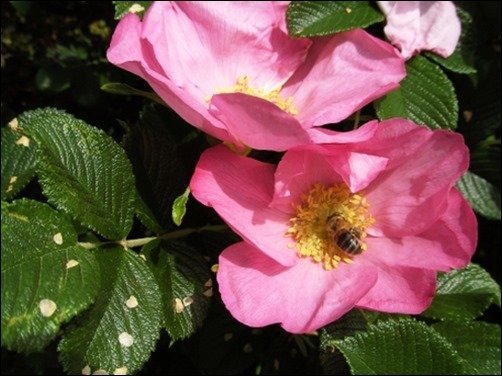 Romantic-Pink-Roses-with-Bee-wallpapers-of-roses Romantic-Pink-Roses-with-Bee-wallpapers-of-roses