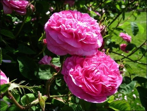 Romantic-Rose-wallpaper-of-rose Romantic-Rose-wallpaper-of-rose