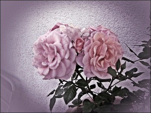 Rose-For-My-Mother-wallpaper-of-rose Rose-For-My-Mother-wallpaper-of-rose