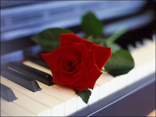 Rose-On-Piano-rose-wallpapers Rose-On-Piano-rose-wallpapers