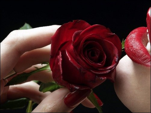 Rose-Wallpaper-wallpapers-of-roses Rose-Wallpaper-wallpapers-of-roses