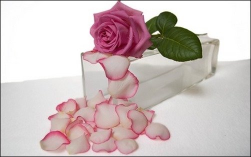 Rose-and-Petals-rose-wallpaper Rose-and-Petals-rose-wallpaper