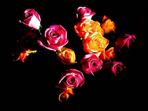 Roses-Wallpaper-roses-wallpaper Roses-Wallpaper-roses-wallpaper