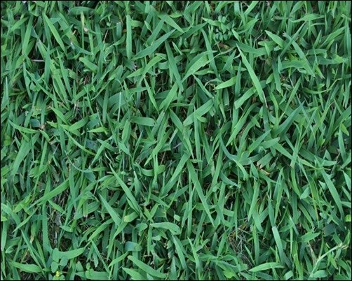 Seamless-Grass-08-grass-texture