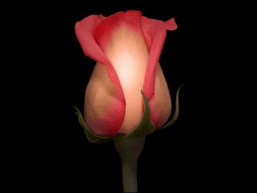 Solitary-Rose-Picture-rose-wallpaper Solitary-Rose-Picture-rose-wallpaper