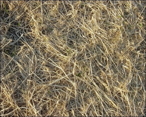 Strewn-Hay-New-Grass-Texture-grass-texture
