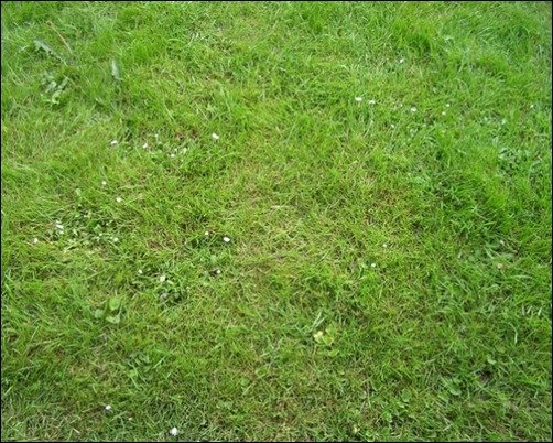Texture-Grass-grass-texture