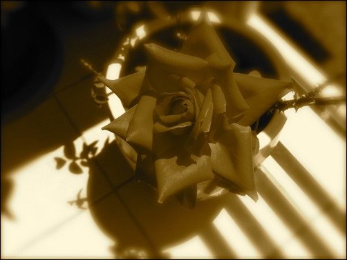 That-Rose-rose-wallpaper That-Rose-rose-wallpaper