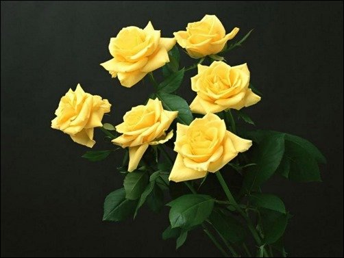 The-Rose-of-Love-beautiful-roses-wallpapers The-Rose-of-Love-beautiful-roses-wallpapers