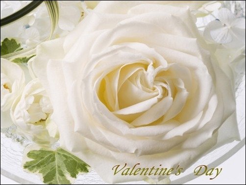 Valentine-Rose-rose-wallpaper Valentine-Rose-rose-wallpaper