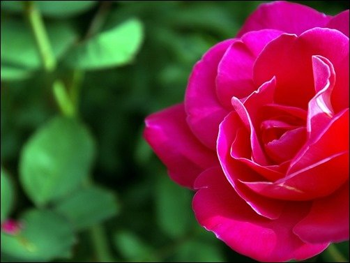 Valentines-Day-Red-Rose-Wallpaper-rose-wallpaper Valentines-Day-Red-Rose-Wallpaper-rose-wallpaper