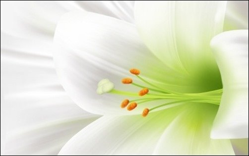 White-Lily,-Easter-Flower-free-easter-wallpapers