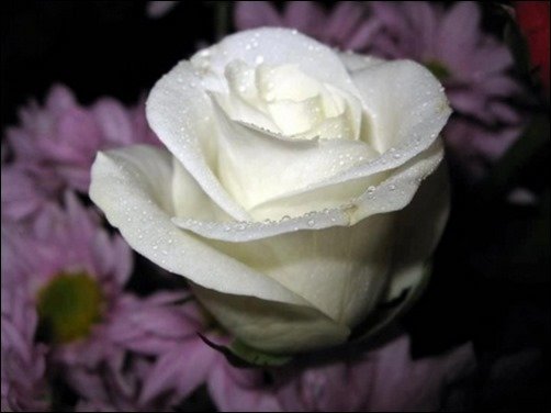 White-Rose-roses-wallpapers White-Rose-roses-wallpapers