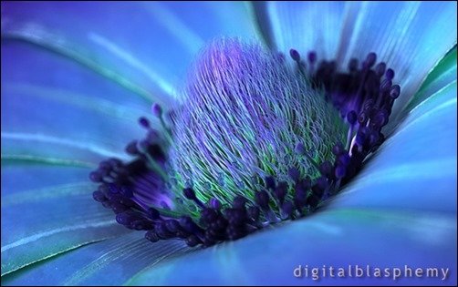 Windflower-3d-desktop-wallpaper Windflower-3d-desktop-wallpaper