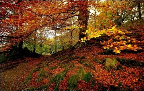 Autumnal-Forest-Wallpaper