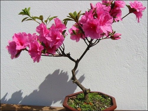 Azalea-Bonsai-bonsai-wallpaper