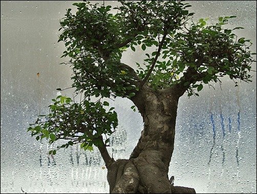 Baoab-on-Window-bonsai-wallpaper