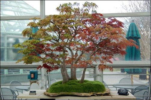 Beautiful-Bonsai-Trees-Plants-bonsai-wallpaper