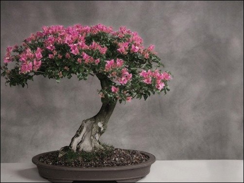 Beautiful-Bonsai-bonsai-wallpaper