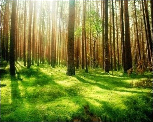 Beautiful-Forest-Scenery