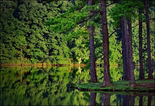 Beautiful-Forest