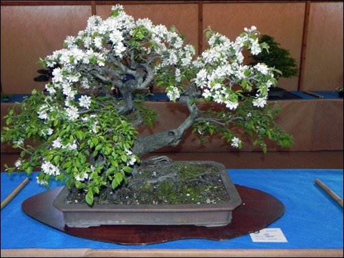 Bonsai---Apple-Blossom-bonsai-wallpaper