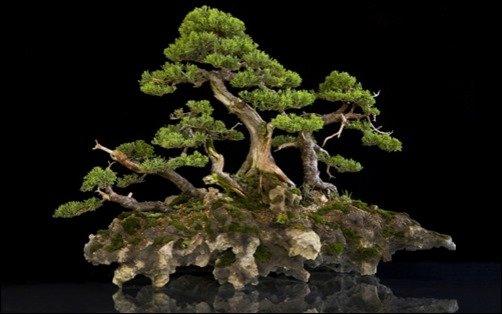 Bonsai-Desktop-Wallpaper-Bonsai-wallpaper