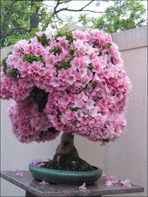 Bonsai-HD-Wallpaper-bonsai-wallpaper