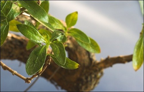 Bonsai-Macro-Wallpaper-bonsai-wallpaper