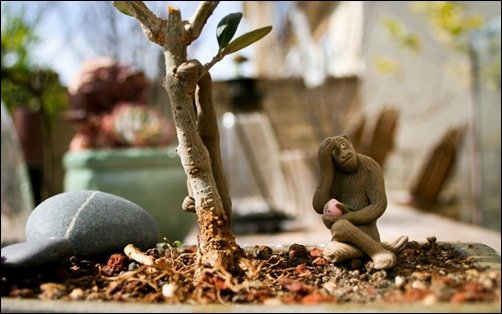 Bonsai-Olive-Tree-Monkey-bonsai-wallpaper
