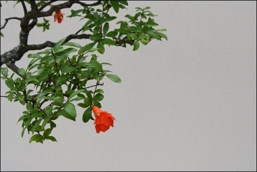 Bonsai-Tree-Flower-bonsai-wallpaper