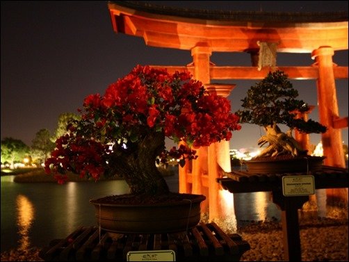 Bonsai-Trees-at-Night-bonsai-wallpaper