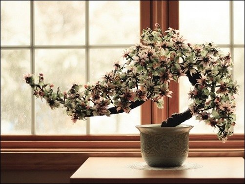 Bonsai-Trees-bonsai-wallpaper