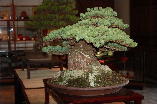 Bonsai-at-Ritsurin-bonsai-wallpaper