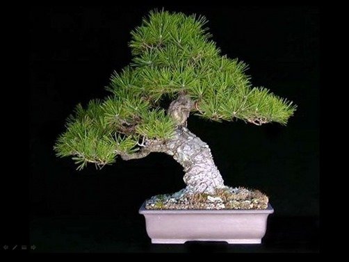 Bonsai-bonsai-wallpaper