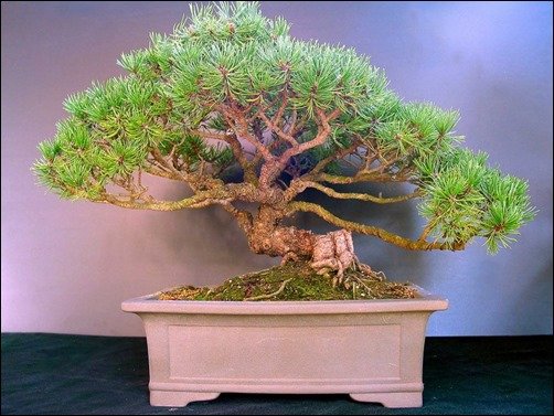Bonsai-bonsai-wallpaper[5]