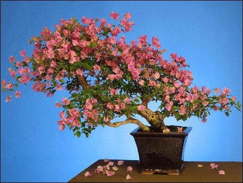 Bougainvillea-Glabra-bonsai-wallpaper