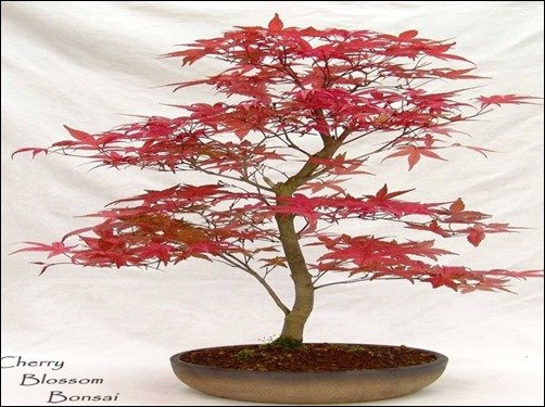 Cherry-Blossom-Bonsai-bonsai-wallpaper