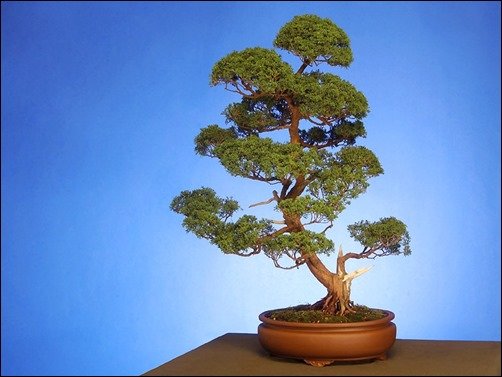 Chinese-Juniper-bonsai-wallpaper