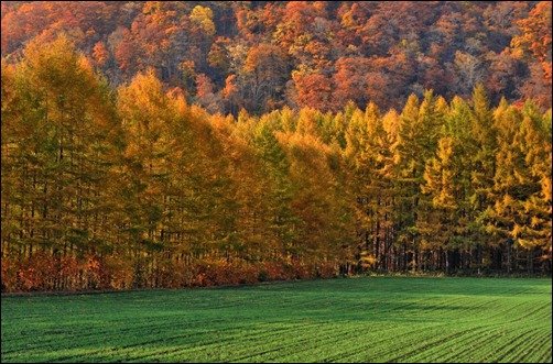 Colorful-Forest