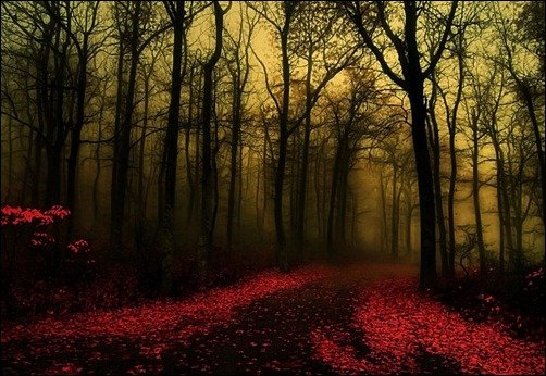 Dawn-Forest-Wallpaper
