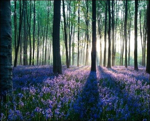 Dawn-in-Forest