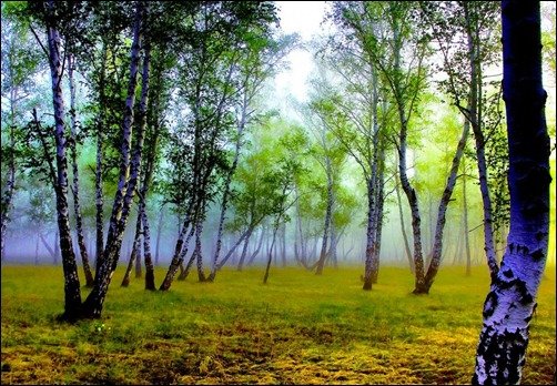 Foggy-Forest