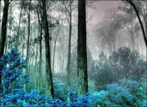 Foggy-Mysterious-Forest