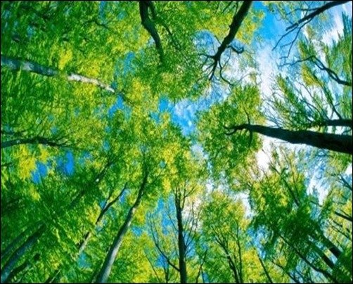 Forest-Sky-View