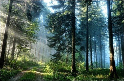 Forest-Wallpaper