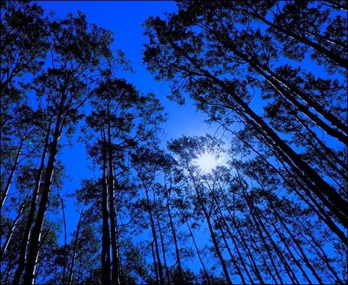 Forest-at-Night
