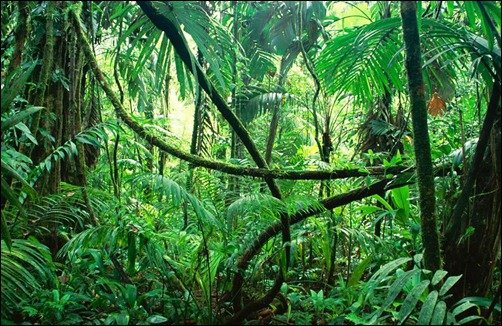 Green-Forest-Wallpaper
