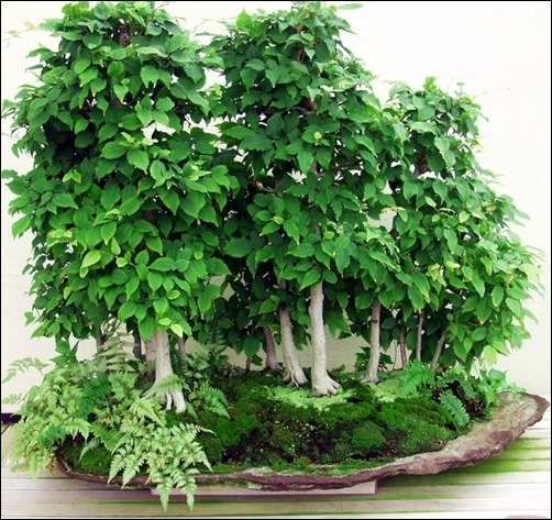 Group-Bonsai-bonsai-wallpaper